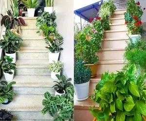 گیاهان مختص راه پله  تاریک؛ عالی برای اون راه پله ها که حتی چشم چشمو نمیبینه