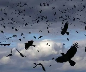 کاوش در طبیعت؛ ارتباط مرموز مرد جادوگر با کلاغ ها وقتی با صداش هجوم میارن دورش