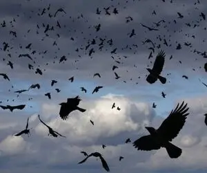 کاوش در طبیعت؛ ارتباط مرموز مرد جادوگر با کلاغ ها وقتی با صداش هجوم میارن دورش