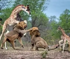 مستند حیات وحش؛ شیری که زورش به خود زرافه نرسید رفت سراغ بچه اش