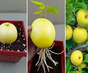 کشاورزی نوین؛ سر و ته گلابی رو خمیردندون زد فرو کرد تو گلدون دو روز بعد درختش درومد