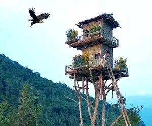 معماری خلاقانه؛ ساخت یک خانه درختی 2 طبقه برای جلوگیری از حمله حیوانات وحشی