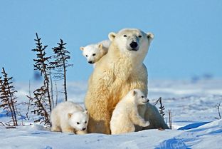 از جذابیت‌های حیات وحش؛ دعوای توله های خرس قطبی سر اینکه کدوم به مادر بچسبه