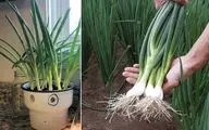 طریقه کاشت پیازچه در گلدان؛ دیگه واسه خرید سبزی خوردن بیرون نرو خودت توی خونه بکار