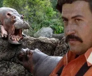 (عکس) دردسر کلمبیا با اسب های آبی پابلو اسکوبار