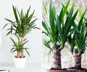 شرایط نگهداری از گیاه یوکا / نکات ساده برای رشد خوب و حفظ طراوت درختچه یوکا