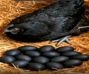 دامداری نوین؛ مرغ سیاه با تخم سیاه پرورش میدن میفروشن به پولدارای بی غم