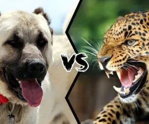 حیات وحش/ نبرد سهمگین سگ نگهبان با پلنگ قلدر