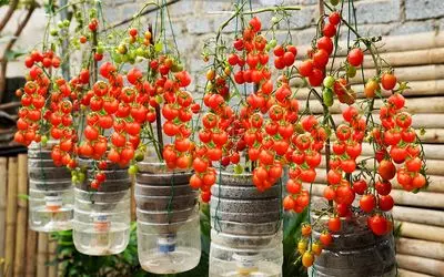 کاشت و برداشت خانگی؛ تو بطری های پلاستیکی آب معدنی گوجه گیلاسی کاشته محشر شده