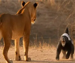 جذابیت حیات وحش / تخم همه چیز را ملخ میخورد تخم شترمرغ را راسو!