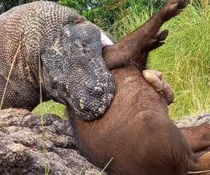 شاهکار حیات وحش؛ کومودو سباع سر گراز وحشیو با دندون له کرد و درسته قورتش داد