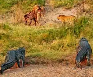 مستند حیات وحش؛ درگیری وحشیانه کفتار کریه، پلنگ و تمساح برای لاشخوری از آهو