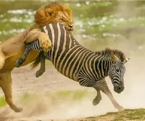 مستند حیات وحش؛ شیر شقی خر سیاه سفید رو از قسمت تحتانی میدرد