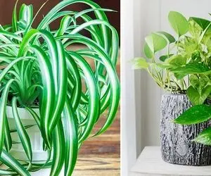 گل های آپارتمانی که کشته مرده نور هستن و از سایه فراری / واسه تراس اینا خیلی نازن