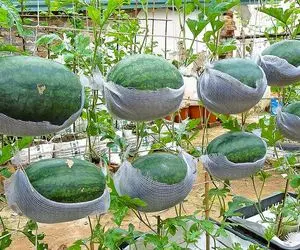 کشاورزی نوین؛ رشد هندوانه حلق آویز شده بزرگ و شیرین برای مبتدیان