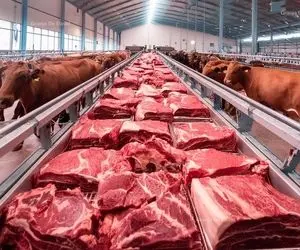 فرآوری گاو؛ به گاوهاشون چیزایی میدن بخورن تا گوشت شون صورتی و نرم عین پنبه بشه