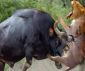 جذابیت حیات وحش؛ بوفالوی زالوصفت برای نشون دادن ریاستش شیر و به درخت دوخت