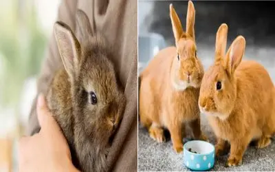 راهنمای کامل نگهداری خرگوش برای تازه کارها/ بهترین روش نگهداری خرگوش در آپارتمان