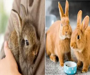 راهنمای کامل نگهداری خرگوش برای تازه کارها/ بهترین روش نگهداری خرگوش در آپارتمان