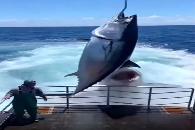 معماری طبیعت؛ نهنگ باید اینجا بیخیال طمع میشد تا این عاقبتش نشه