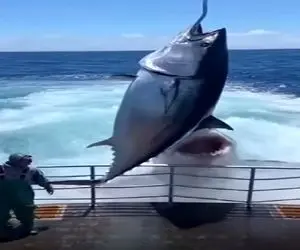 معماری طبیعت؛ نهنگ باید اینجا بیخیال طمع میشد تا این عاقبتش نشه