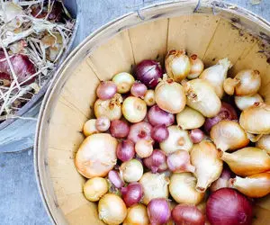 کورس پیاز با دلار؛ قیمت پیاز به موز رسید!