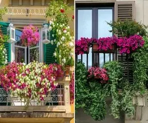 گیاهان آپارتمانی مناسب بالکن در هوای مودی و گرم و سرد بهار / همیشه سبز مختص همه فصول