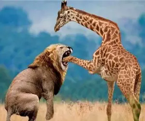 شاهکار حیات وحش؛ تک تک حرکات زرافه دراز ناز برای شیر سورپرایز بود