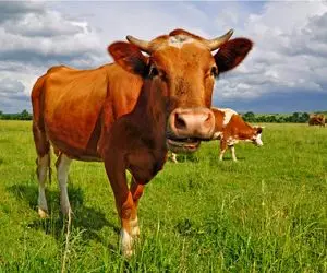 مستند حیات وحش/ با اره برقی میخوان گاوی که تو تنه درخت گیر کرده رو نجات بدن