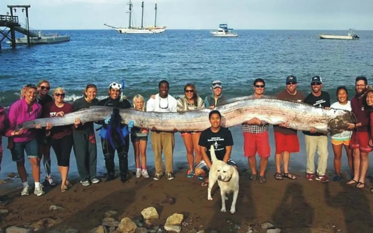 giant-oarfish-24019
