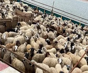 قیمت دام زنده امروز ۲۵ بهمن ۱۴۰۳/ موج افزایشی بی‌سابقه به بازار دام رسید 