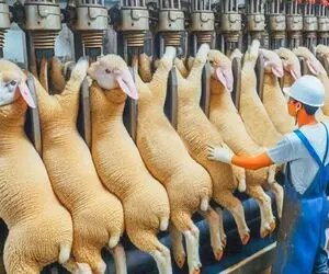 فرآوری گوسفند؛ با فناوری نوین گوسفند پرورش میدن هم وزن گاو نر کبابی برش میزنن