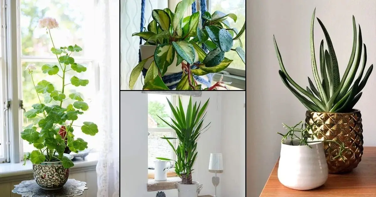 گیاهان آپارتمانی که نور نمیخواهند