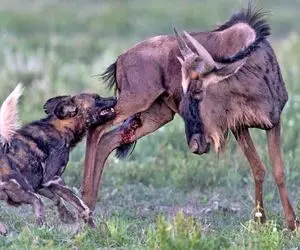 شاهکار حیات وحش / لحظاتی که حیوانات سارق وحشیانه طعمه خود را شکار می کنند