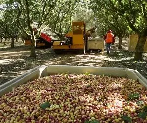 کشاورزی نوین؛ با ماشینای مخصوص درختو میبرن رو ویبره تو 10 ثانیه 100 کیلو پسته میچینن