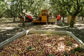 کشاورزی نوین؛ با ماشینای مخصوص درختو میبرن رو ویبره تو 10 ثانیه 100 کیلو پسته میچینن