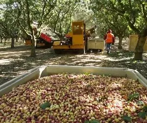 کشاورزی نوین؛ با ماشینای مخصوص درختو میبرن رو ویبره تو 10 ثانیه 100 کیلو پسته میچینن