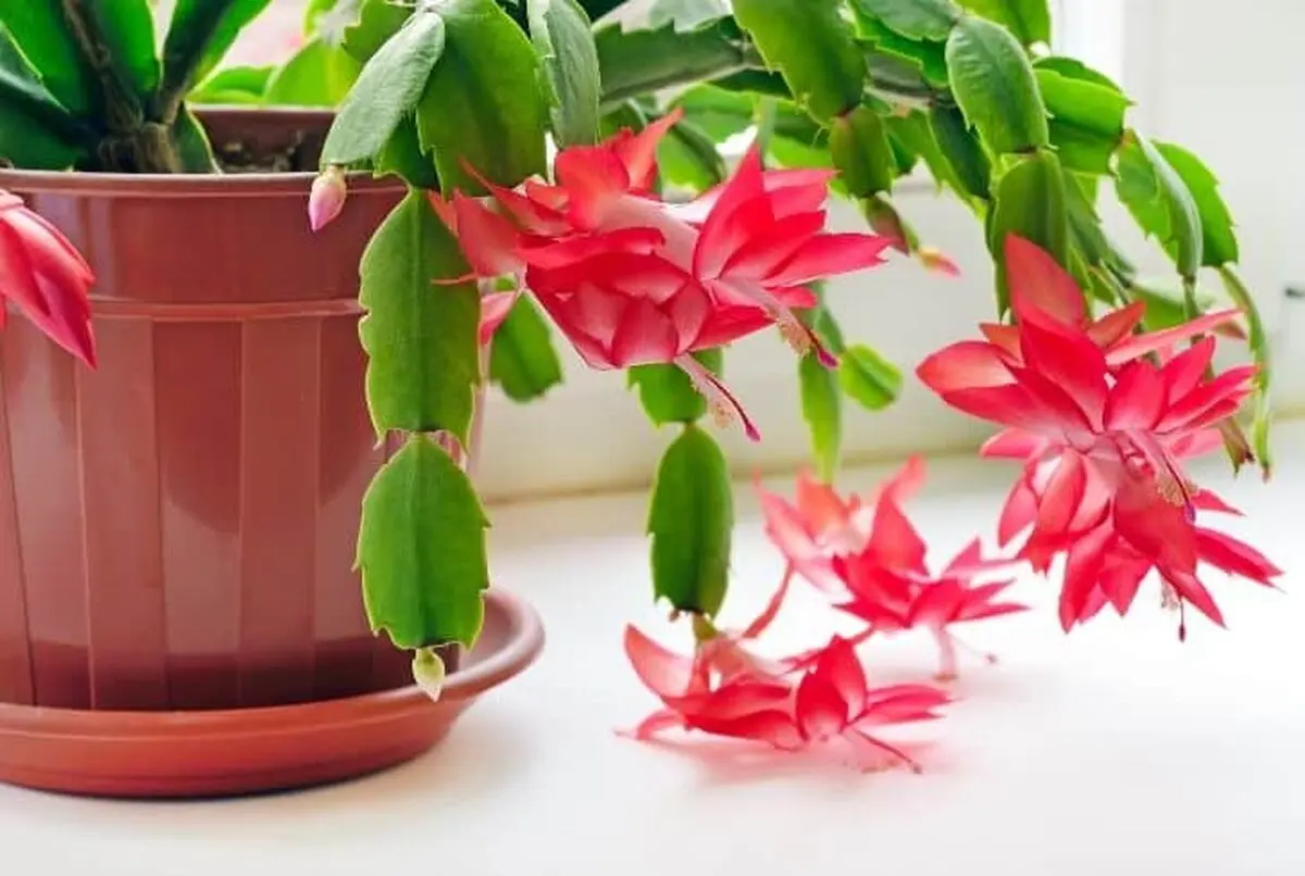 گیاهان آپارتمانی مقاوم به سرما