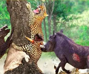 شاهکار حیات وحش؛ گرازهای خون ریز پلنگ رو با عاج به درخت سنجاق کردن