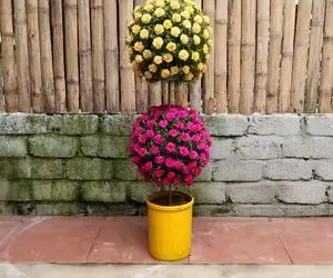 ایده های خلاقانه؛ باورت میشه این گلدون دو طبقه با بطری پلاستیکی دوغ و نوشابه درست شده