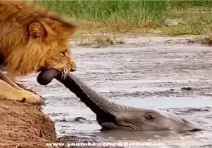 مستند حیات وحش؛ شیر فیل رو از خرطوم میگیره نه برای شکار برای نجات