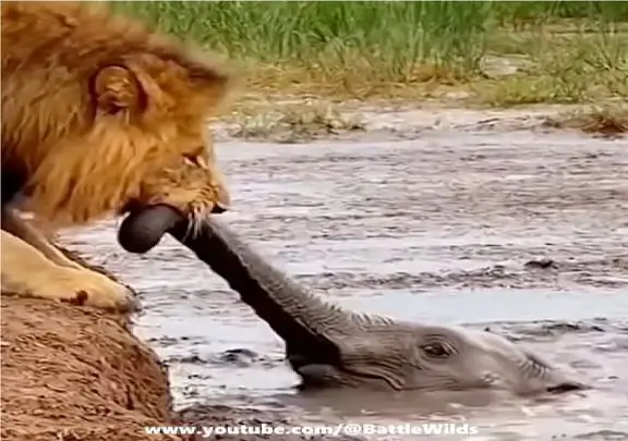 مستند حیات وحش؛ شیر فیل رو از خرطوم میگیره نه برای شکار برای نجات
