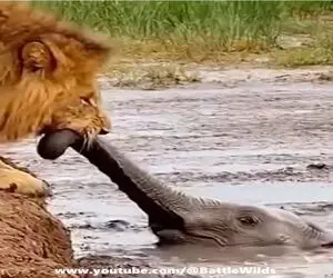 مستند حیات وحش؛ شیر فیل رو از خرطوم میگیره نه برای شکار برای نجات