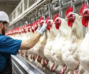 فرآوری مرغ؛  استفاده روزانه از 1000000 مرغ با روش‌های پیشرفته کشاورزی یکپارچه،