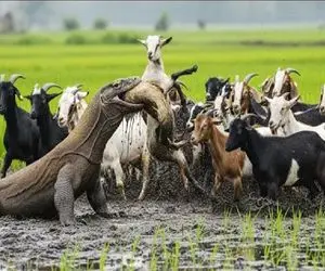 حیات وحش مصنوعی؛ حمله اژدهای کومودو در دل شالیزار به بز مفلوک با داوری رفقاش