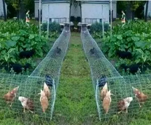 کارخانه حیوانات؛ برای پرورش مرغ های زینتی اتوماسیون فیزیکی راه انداخته تربیت شن