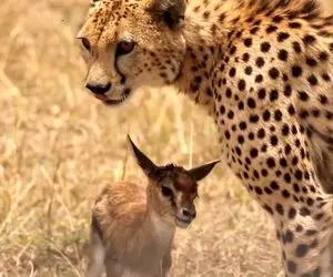 مستند حیات وحش؛ یوزپلنگ اول حسابی با غزال بازی کرد خسته که شد خوردتش