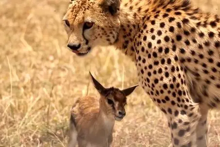 مستند حیات وحش؛ یوزپلنگ اول حسابی با غزال بازی کرد خسته که شد خوردتش