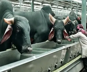 گاوهای باورنکردنی؛ گاوهای کوهان دار بعد 20 سال شیردهی سلاخی میشن برا شیشلیگ