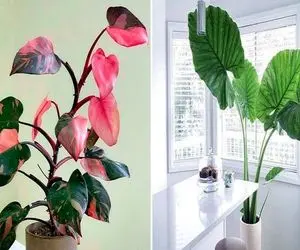 گیاهان لاکچری و قد بلند برای نشیمن و پذیرایی فوق مدرن و شیک / مختص خانه ی ثروتمندان